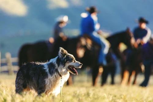 Happy dog protected by pet insurance in Fresno