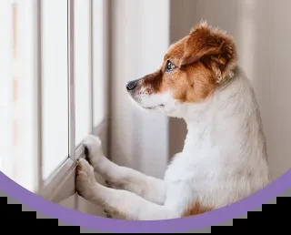 Veterinarian examining a dog in Fresno